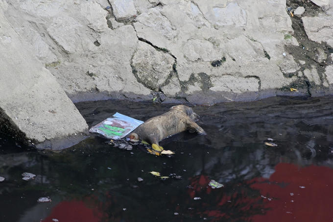 Xác động vật chết được quẳng thẳng xuống sông