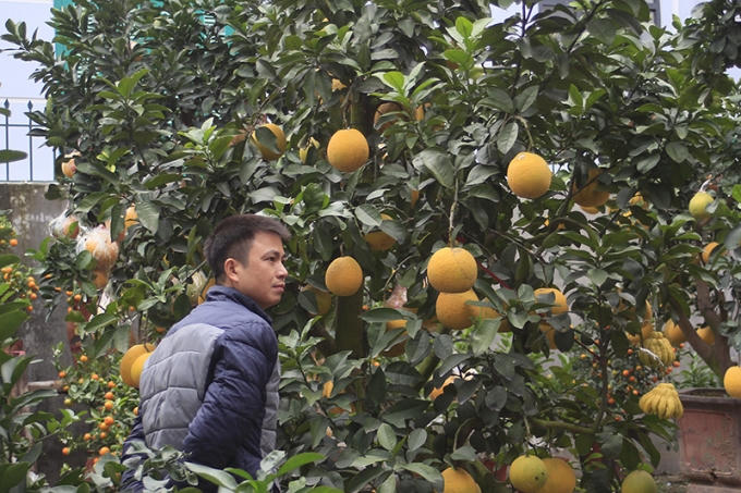 Những năm gần đây, cây ngũ quả được người dân thủ đô khá ưa chuộng.