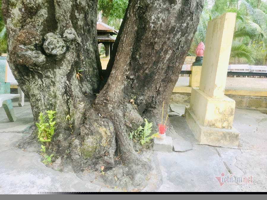 Gốc cây to được chẻ làm hai nhánh tách biệt.
