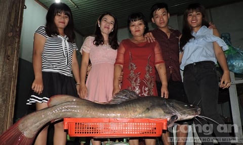Con cá lăng nặng 50kg được chủ một nhà hàng tại Đắk Lắk mua về)