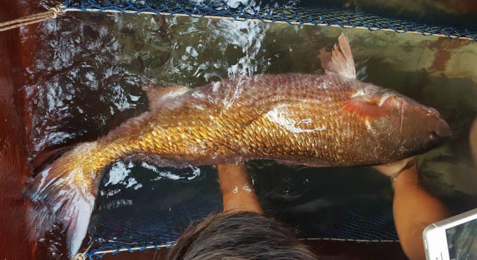 Con cá nặng khoảng 8kg, toàn thân màu vàng óng nghi là loài cá sủ vàng quý hiếm được ông Sử đánh bắt vào ngày 3/3.