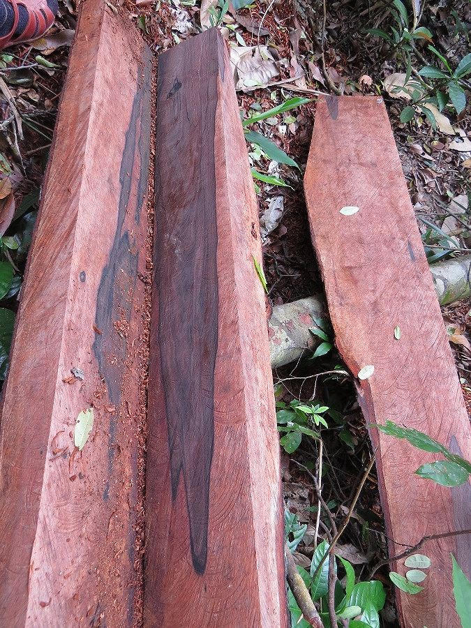 Những bìa gỗ mun “lâm tặc” để lại giữa rừng.