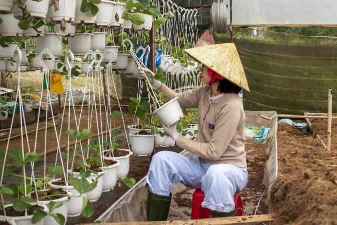 Tiếp theo nhà vườn sẽ cheo các cây nhỏ, chăm sóc cho đến khi ra luống lớn.