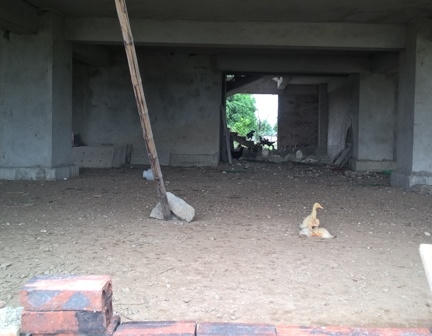 Theo nhiều người dân nơi đây thì tầng 1 được tận dụng làm nơi nuôi nhốt gà vịt. Ảnh: P.Trần