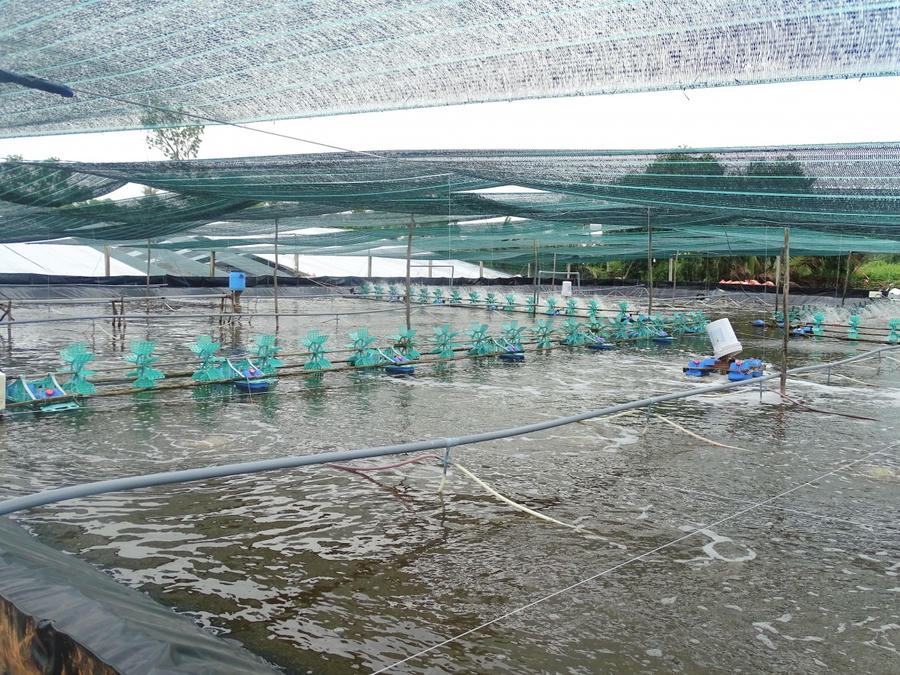 Huyện Năm Căn với nhiều mô hình nuôi tôm quảng canh cải tiến, nuôi tôm quảng canh, tôm rừng (tôm sinh thái), tôm thâm canh, siêu thâm canh.