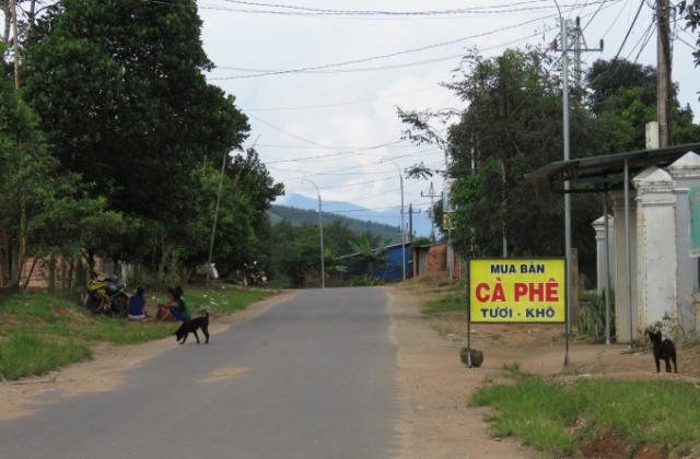 KonTum: Bị “ép giá” cà phê, người dân hoang mang