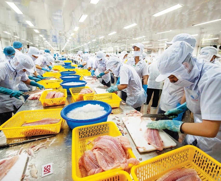 Hết tháng 11/2025, tổng kim ngạch xuất khẩu cá tra của Việt Nam đã vượt mốc 2 tỷ USD, tăng 9% so với cùng kỳ năm 2024. (Ảnh: IT).