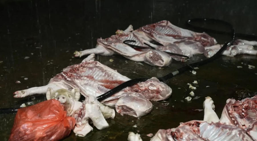 Công an TP Hà Nội triệt phá đường dây giết mổ, tiêu thụ thịt lợn nhiễm bệnh.