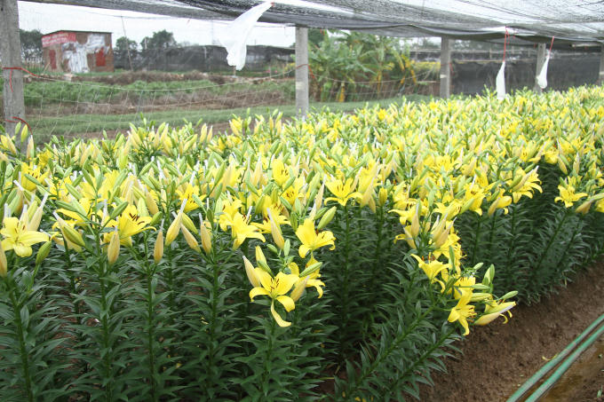 H&agrave; Nội: Hoa Ly nở sớm, người d&acirc;n T&acirc;y Tựu lo kh&ocirc;ng c&oacute; h&agrave;ng ng&agrave;y tết