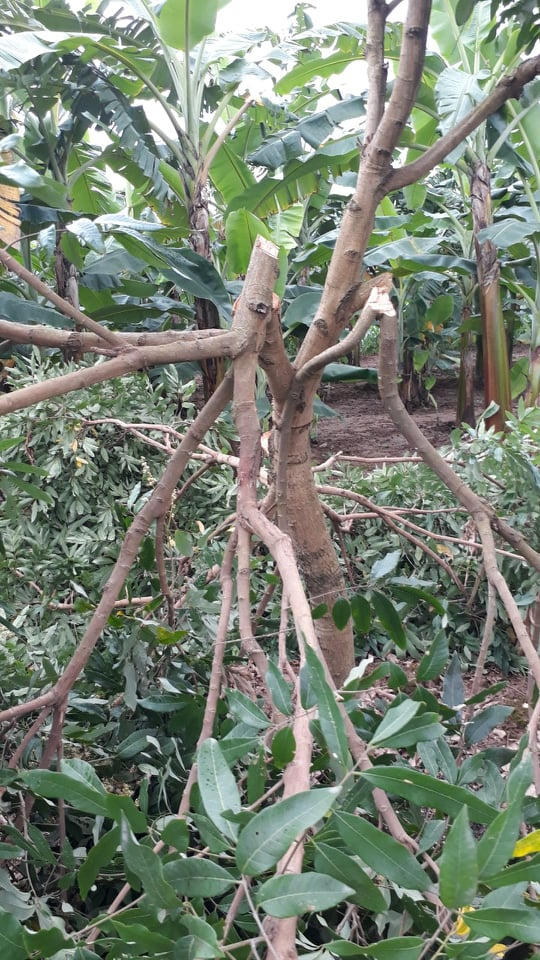 Vườn nhãn đang ra hoa bị kẻ gian phá nát trong đêm