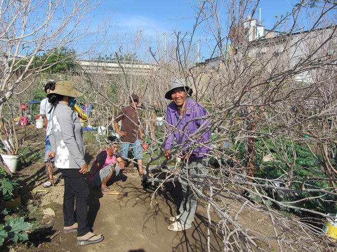 Một địa điểm tập trung bán Mai rừng dịp giáp Tết.