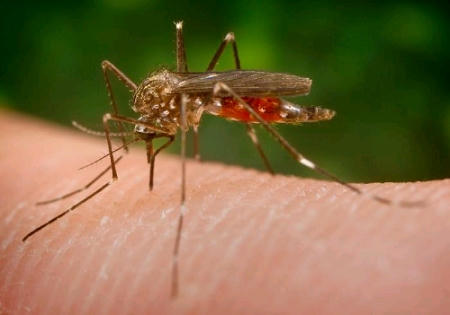 Virus Zika được cảnh báo lây lan qua đường côn trùng, bọ gậy. Ảnh internet.