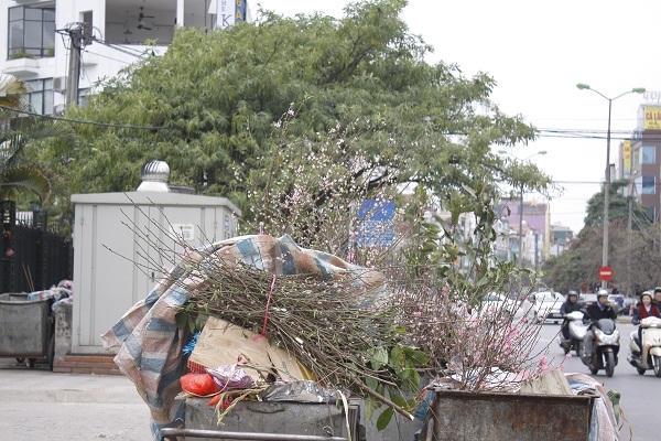 H&agrave; Nội: Sau tết, x&aacute;c hoa đ&agrave;o ngập phố