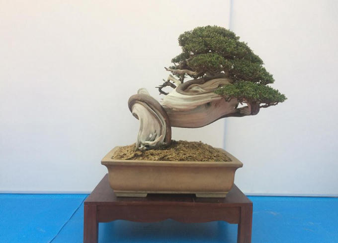 Quảng Ninh: Những t&aacute;c phẩm nghệ thuật Bonsai độc đ&aacute;o tại triển l&atilde;m c&acirc;y cảnh nghệ thuật Y&ecirc;n Tử 2018