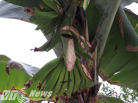 Trong cơn say, ông Khá chém bay cả buồng chuối non trước nhà.