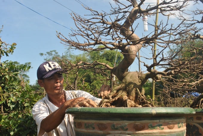 Một chủ vườn đang “làm rễ” cho mai, đây được xem là khâu xử lý cuối cùng trước khi bán cho khách hàng. Trong ảnh là cây mai hơn 20 năm tuổi, và để sở hữu nó, người mua phải bỏ ra số tiền hơn 20 triệu đồng.