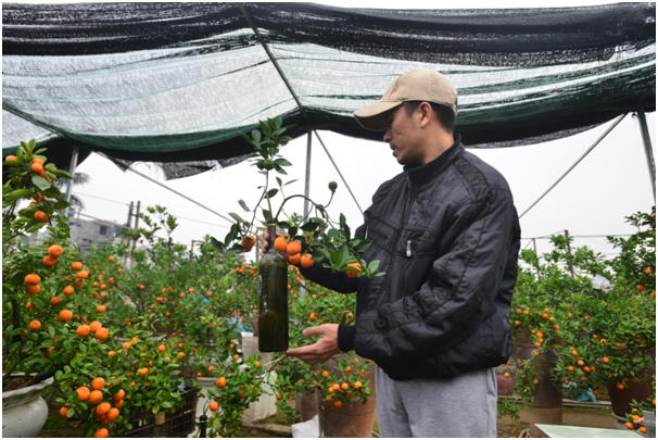 Anh Quang, chủ vườn cây cảnh Quang Ngân là người đi tiên phong trong việc  trồng cây quất cảnh trong những chai thủy tinh.