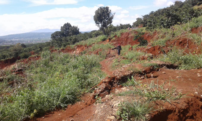 L&acirc;m Đồng: Nhiều diện t&iacute;ch c&agrave; ph&ecirc; bị ch&ocirc;n v&ugrave;i do sạt lở đất