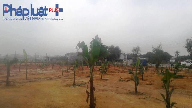 Đất nông nghiệp bị "phù phép" thành vườn chuối.