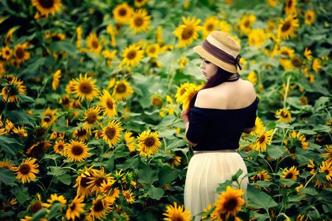 Nhiều cánh đồng hoa hướng dương ở Đà Lạt đã tan hoang vì nhu cầu tạo dáng chụp ảnh của khách du lịch. (Ảnh minh họa)