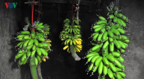 Chuối ngự Đại Hoàng được giấm chín một cách tự nhiên bằng hơi ấm trong lò từ tro và trấu, không dùng hóa chất.