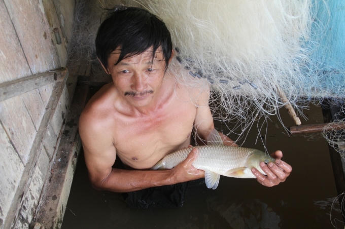 Người dân vớt những con cá còn lại dưới lồng lên. Trong những ngày qua cá nuôi trong lồng bỗng chết hàng loạt khiến nhiều hộ dân lâm vào cảnh lao đao.