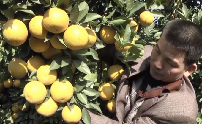 Ch&iacute;nh bản th&acirc;n người chủ vườn cũng