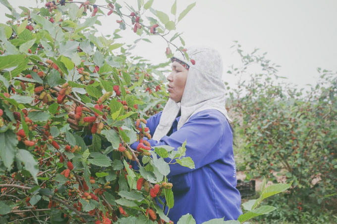 Về xã Hiệp Thuận (Phúc Thọ, Hà Nội) vào mùa này, dễ dàng bắt gặp hình ảnh những người nông dân tất bật thu hoạch những trái dâu chín mọng.