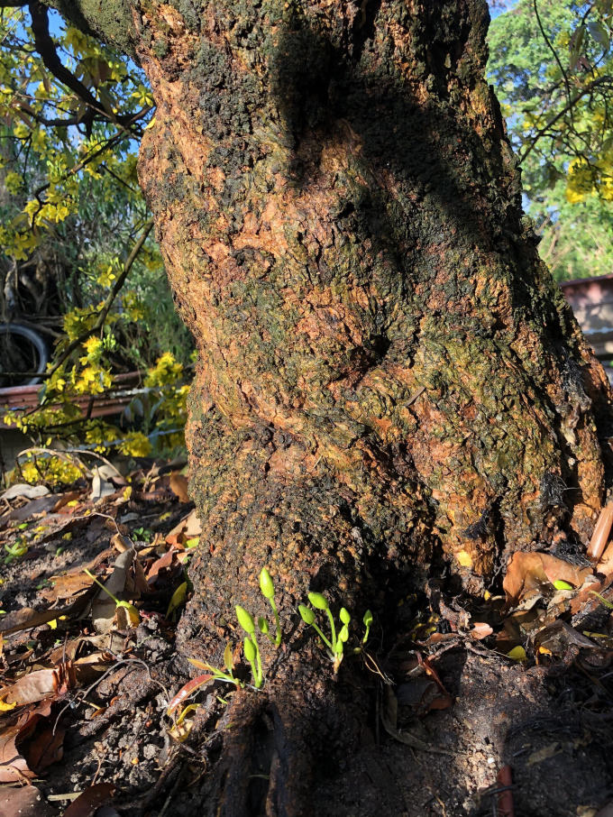 Những nụ hoa mọc ra từ phần gốc tạo nên nét đặc biệt của cây mai cổ thụ.