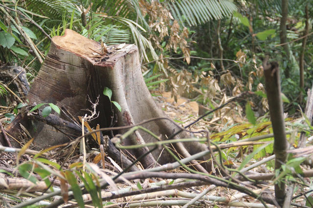 Gốc cây gỗ có đường kính khoảng 50 cm bị đốn hạ.