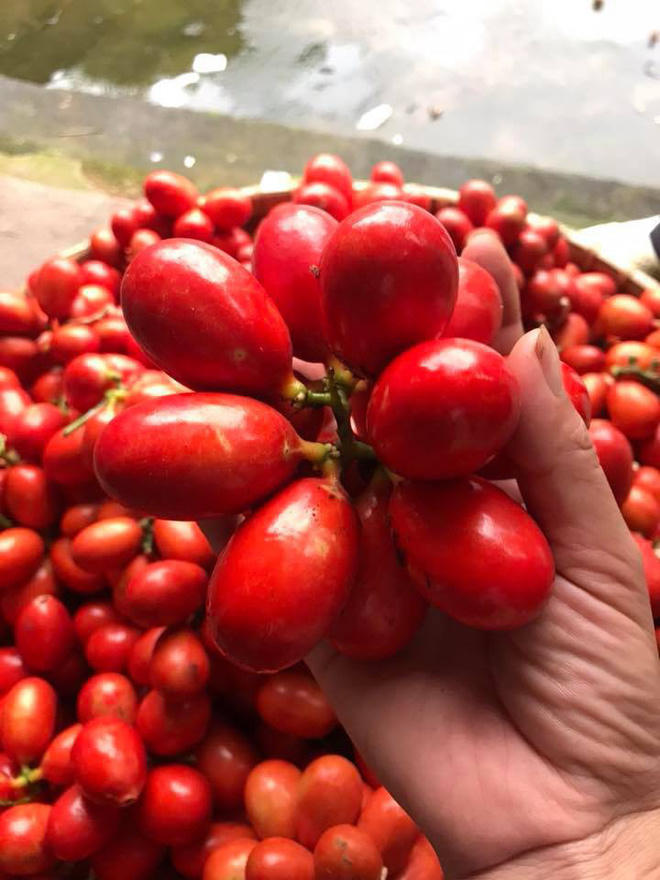Và đây là chùm quả máu rừng đỏ rực.