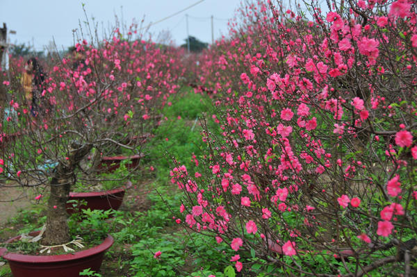 Một chủ vườn đào tại Nhật Tân cho biết: Những cây đào nở hoa trong dịp này thường là đào cành và gốc già.Những người trồng thường tuốt lá sớm loại đào này để bán trong dịp Tết Nguyên đán.Tuy nhiên, do năm nay nắng nóng nên đào sớm nở nhanh hơn mọi năm.