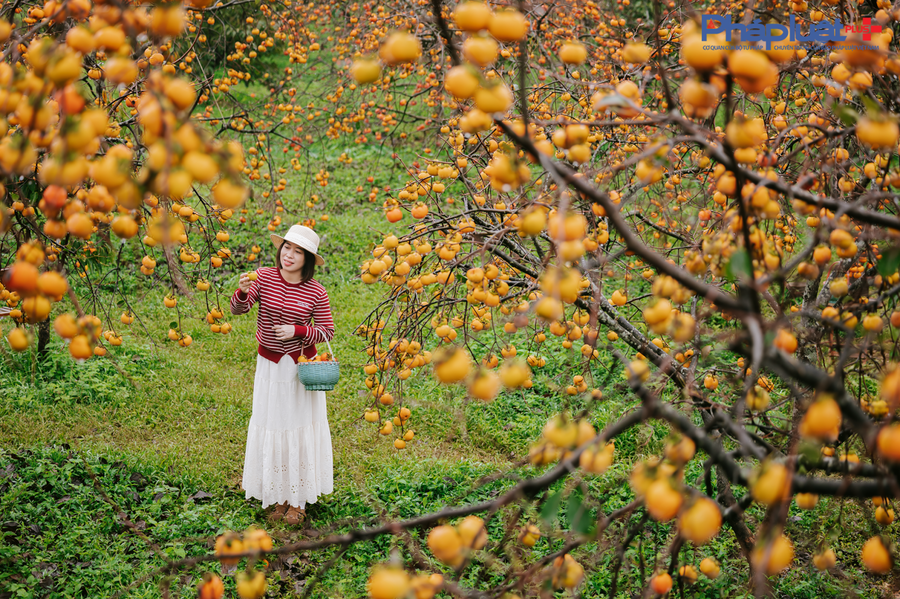 Những vườn Hồng rực rỡ màu sắc là điểm nhấn thu hút đông đảo du khách đến với Mộc Châu.
