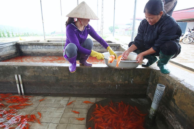 Gia đình có 2,5 mẫu mặt nước chuyên ươm nuôi cá giống và cá chép đỏ, ông Nguyễn Huy Luận đã bán buôn hơn 6 tạ, hôm nay còn 5 tạ lái buôn từ Tuyên Quang hẹn lấy hết. "Cá năm nay sản lượng ít, không đủ cung ứng cho các mối ở tỉnh xa", ông Luận cho biết.