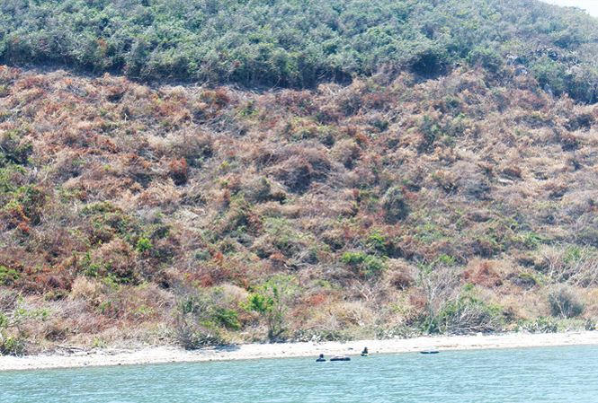 Rừng ở Vân Phong đang bị phá để lấy đất.