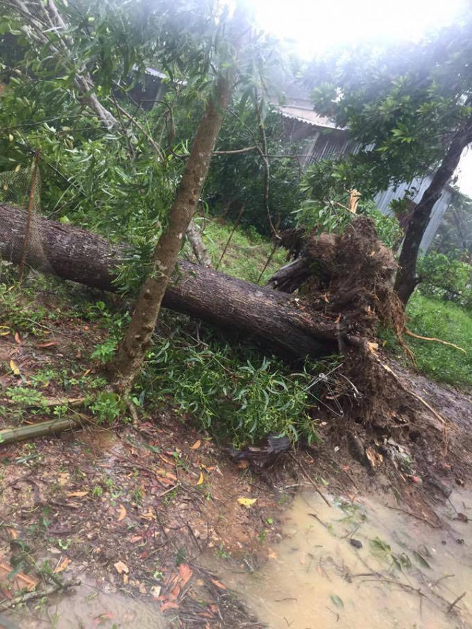 Cây xanh bật gốc gãy ngã.