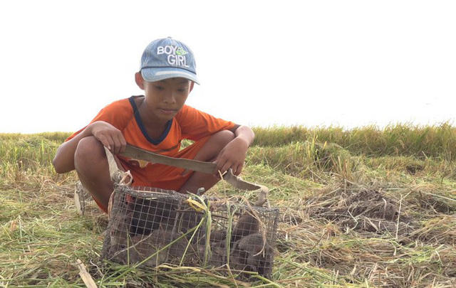 Hiện tại, giá chuột bán tại chợ khoảng 80.000 đồng/kg.