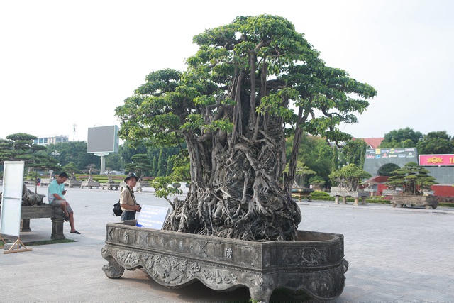 Cây có khoảng gần 100 tán vẫn đang trong quá trình hoàn thiện. Đây là dòng sanh lá mũi hài rất quý hiếm