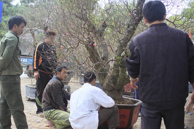 Theo những người trồng đào, năm nay biến đổi thời tiết khá thất thường nên hiện tại chưa thể đánh giá có được mùa hay không dù đào đã ra chợ.