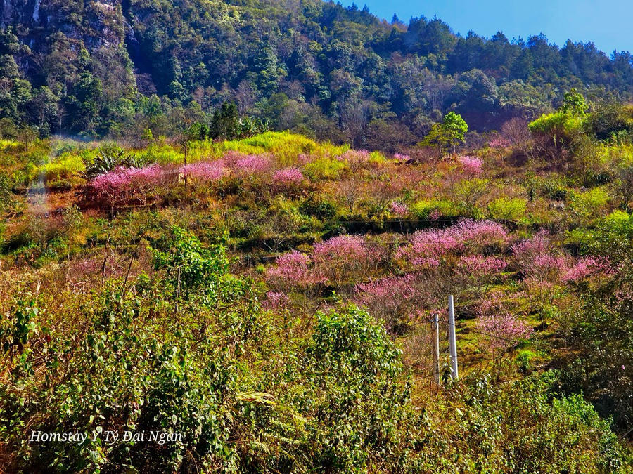 z5181786153812_16886c484da9e7db06424c9fadc214b8