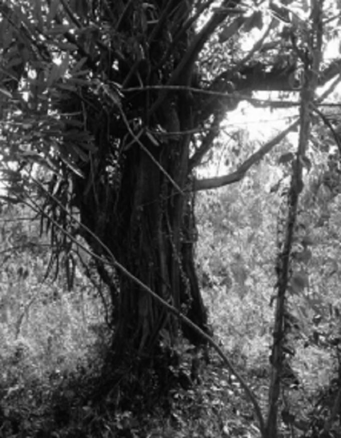 Cây đa sộp của ông Mẹo vẫn đang sống xanh tốt (ảnh Chi cục Kiểm lâm tỉnh Phú Yên cung cấp).