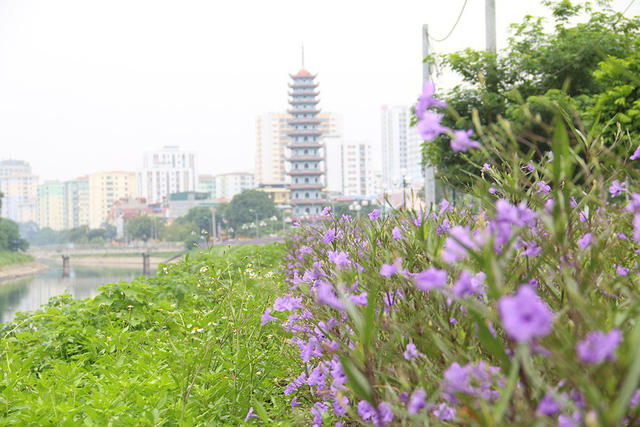 Quãng đường được phủ bởi hoa chiều tím kéo dài khoảng 1km, do người dân nơi đây trồng và chăm sóc khoảng 3 tháng trở lại đây. Thời điểm hiện tại, hoa đang nở rộ rất đẹp.