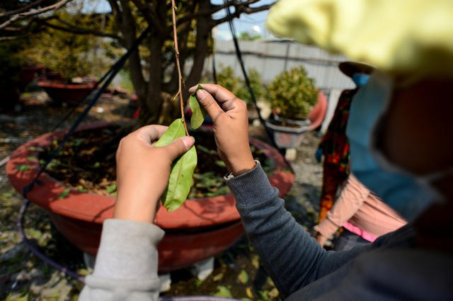Công việc không cần nhiều sức nhưng đòi hỏi sự cẩn thận để không làm gãy cành, hỏng nụ.