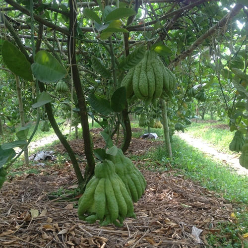 Vườn phật thủ đang độ chín đợi Tết nguyên đán.