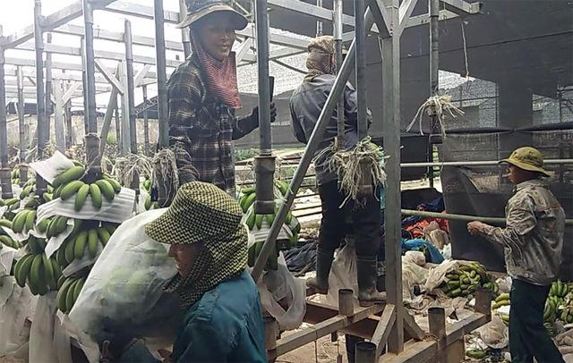 Hơn 200ha chuối đang phát triển của Cty Bò Bình Hà được xem là “kỳ vọng” duy nhất còn lại trong “siêu” dự án. Bởi sau gần 4 năm đi vào hoạt động không mang lại hiệu quả, toàn bộ số bò trong trang trại đã được bán tháo. Tài sản, xe cộ đã bị ngân hàng đến kiểm kê, niêm phong. Tuy nhiên, với tình cảnh hiện tại  sự “kỳ vọng” duy nhất này cũng khó lòng giúp công ty trụ được. Theo một công nhân đang đóng chuối ở đây, với mức xuất bán 3000 đồng/kg chuối thương phẩm, nguồn thu từ chuối không đủ để trả cho hơn 100 con người đang bám trụ ở đây.