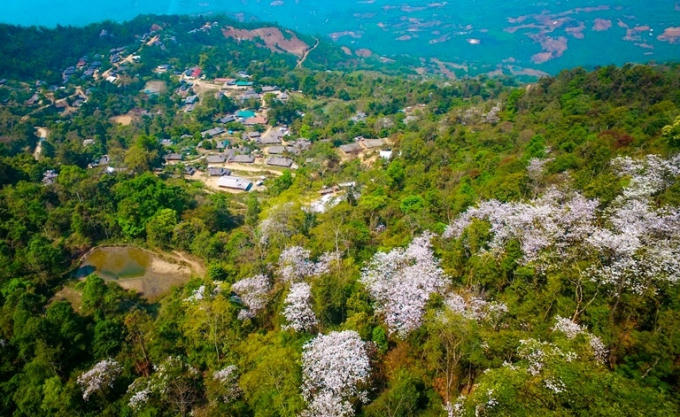 Màu trắng tinh khôi của loài hoa ấy đã điểm tô cho núi rừng, làng bản Điện Biên thêm xinh tươi, rực rỡ, thơ mộng.