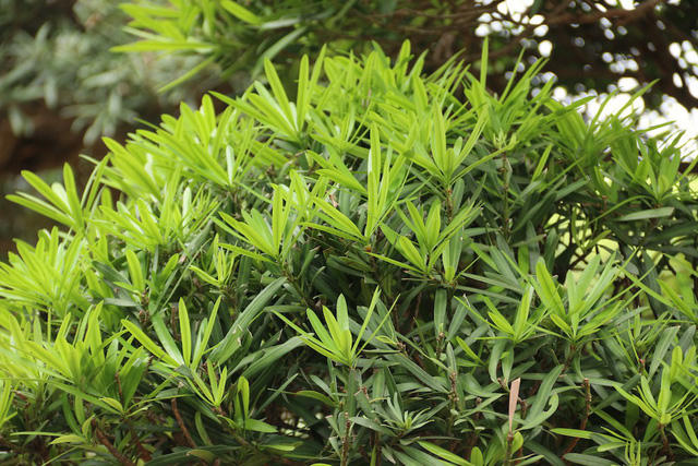 Trung bình mỗi cây tùng la hán Nhật Bản ở vườn ông Lành có giá bán từ vài trăm triệu cho đến cả chục tỷ.