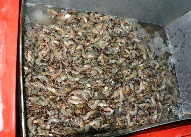 Bắt quả tang lượng lớn t&ocirc;m đang bơm tạp chất tại C&ocirc;ng ty Quốc &Aacute;i