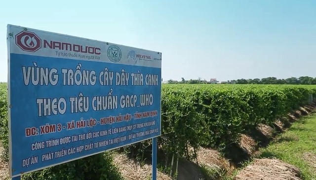 Vùng trồng Dây thìa canh theo tiêu chuẩn GACP – WHO của công ty Nam Dược