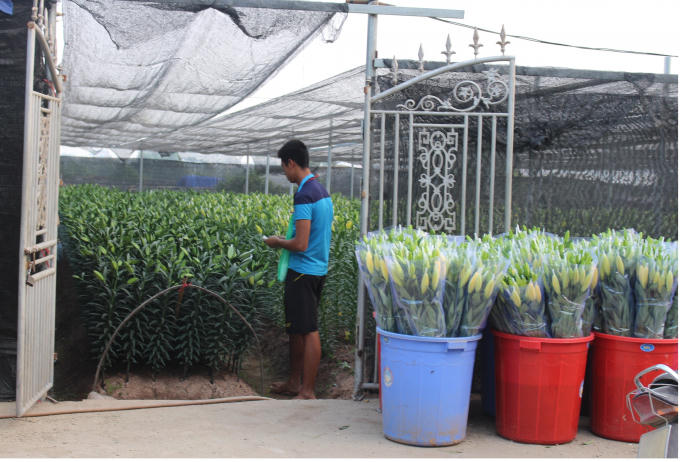 Một hình ảnh dễ dàng bắt gặp tại làng hoa Tây Tựu.